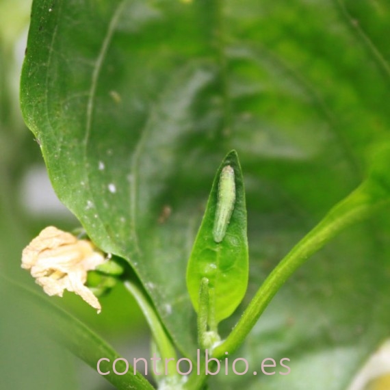 RUENOVA 100 pupas sphaerophoria contra pulgón