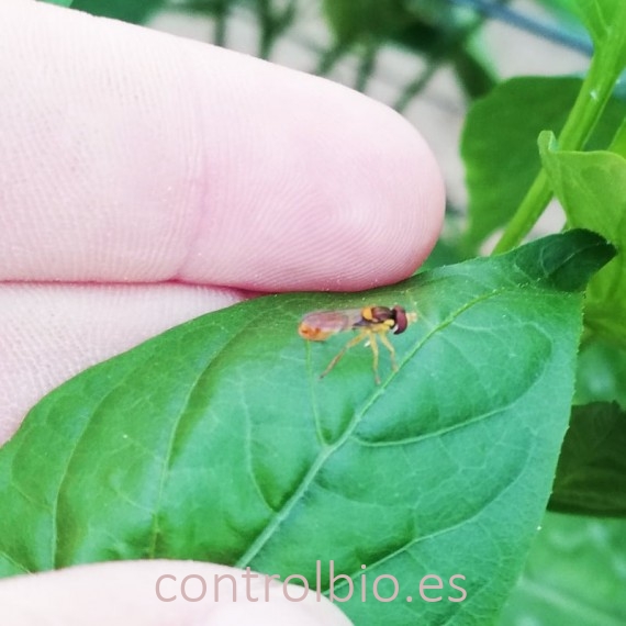RUENOVA 100 pupas sphaerophoria contra pulgón