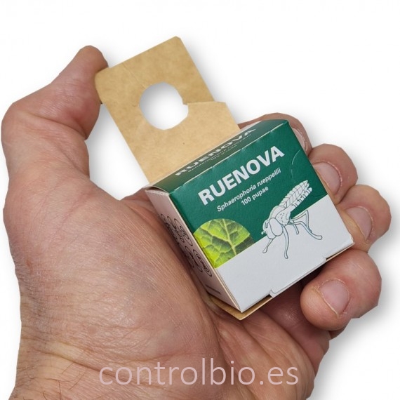 RUENOVA 100 pupas sphaerophoria contra pulgón