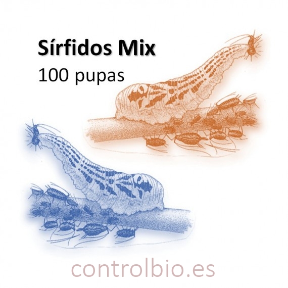 SÍRFIDOS MIX balteatus / Ruepelli x 100 pupas