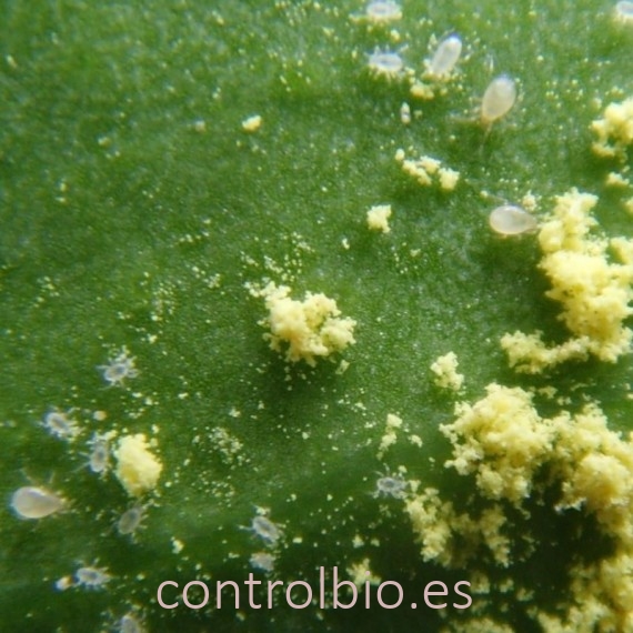 POLEN GROW 50 gr alimento para ácaros depredadores