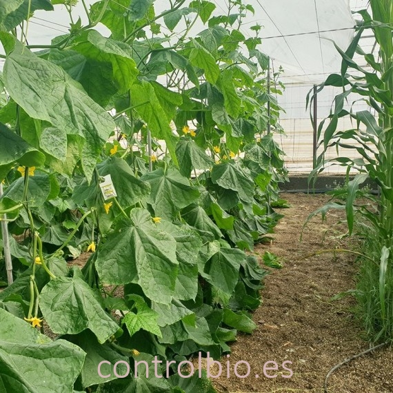 ABS-SYSTEM 250 sobres Amblyseius cucumeris contra trips