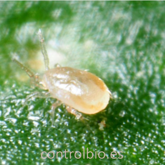 ABS-SYSTEM 250 sobres Amblyseius cucumeris contra trips