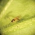APHIDIUS SYSTEM 2.000 aphidius colemani