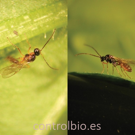 APHIDIUS-MIX SYSTEM 750 A. colemani + A. ervi
