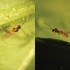 APHIDIUS-MIX SYSTEM 750 A. colemani + A. ervi