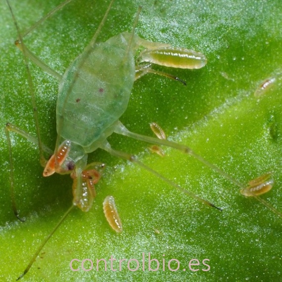 APHIDOLETES SYSTEM depredador de pulgones x2000 pupas