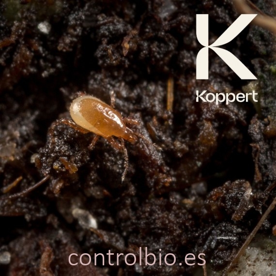 MACROMITE Macrocheles robustulus ácaro depredador de suelo