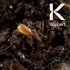 MACROMITE Macrocheles robustulus ácaro depredador de suelo