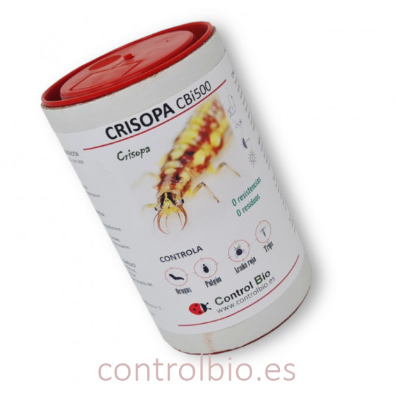 CRISOPA CBi 500 larvas depredadoras de pulgón