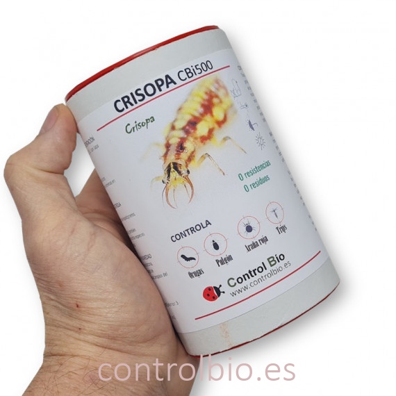 CRISOPA CBi 500 larvas depredadoras de pulgón