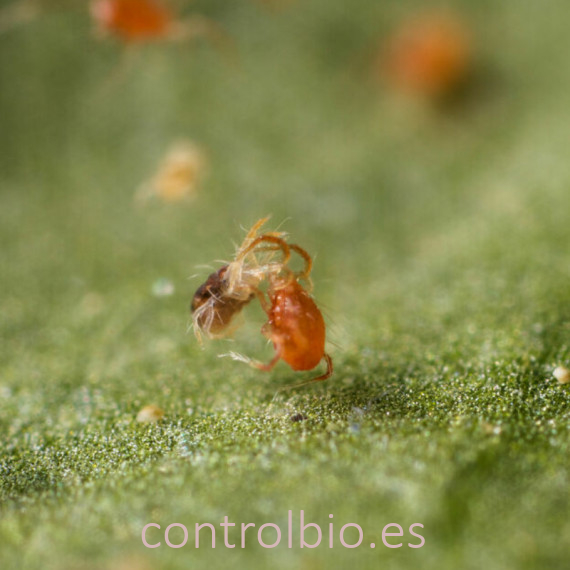 SPIDEX VITAL 2.000 Phytoseiulus persimilis la peor pesadilla de la araña roja