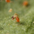 SPIDEX VITAL 2.000 Phytoseiulus persimilis la peor pesadilla de la araña roja