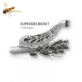 Eupeodes Bioset 100 enemigo natural de pulgones