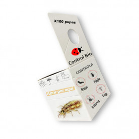Crisopa CBi 100 pupas anti pulgones