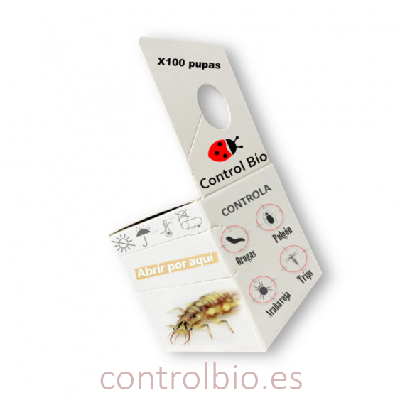 Crisopa CBi 100 pupas anti pulgones
