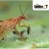 MiCROMUS SYSTEM 250 Crisopa parda contra pulgones