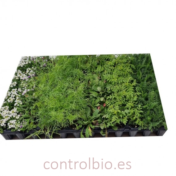 MIX CONSERVATIVO, biodiversidad de plantas insectarias x 104 ud.