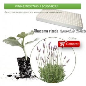 ALHUCEMA RIZADA Lavandula dentata BVx104 Ud