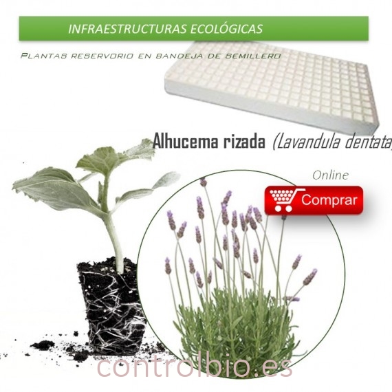 ALHUCEMA RIZADA Lavandula dentata BVx104 Ud