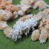 CRYPTOLAEMUS L SYSTEM  250 larvas depredadoras de cotonet