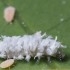 CRYPTOLAEMUS L SYSTEM  250 larvas depredadoras de cotonet