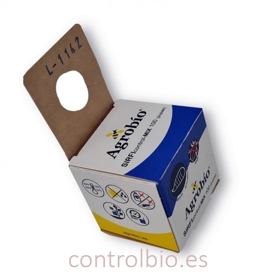 SÍRFIDOS MIX balteatus / Ruepelli x 100 pupas