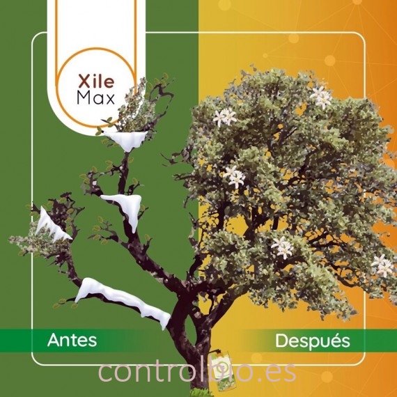 XILEMAX endoterapia contra enfermedades