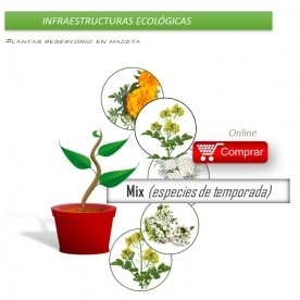 Caja mixta de PLANTAS AUXILIARES  en maceta