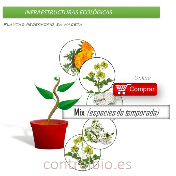Caja mixta de PLANTAS AUXILIARES  en maceta