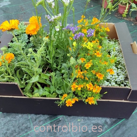 Caja mixta de PLANTAS AUXILIARES  en maceta