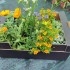 Caja mixta de PLANTAS AUXILIARES  en maceta