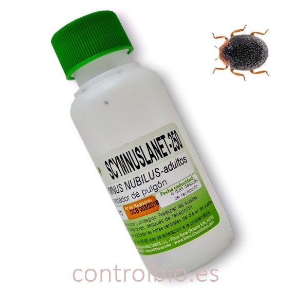 Scymnus nubilus 250 depredador de pulgones y cochinillas
