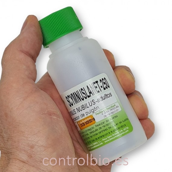 Scymnus nubilus 250 depredador de pulgones y cochinillas
