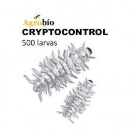 CRYPTOCONTROL 500 larvas depredadoras de cochinilla algodonosa