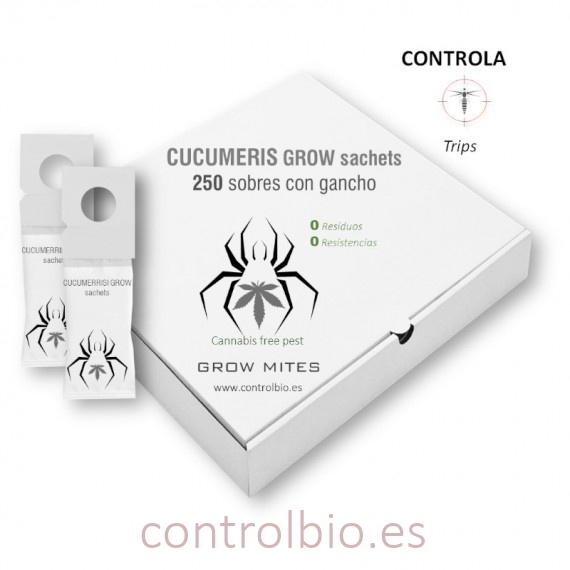 CUCUMERIS GROW-BAGS preventivo de trips