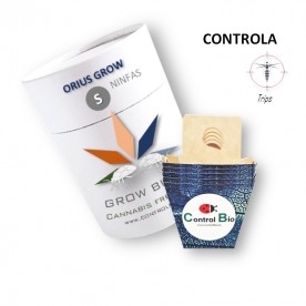 ORIUS GROW (ninfas) depredador de trips