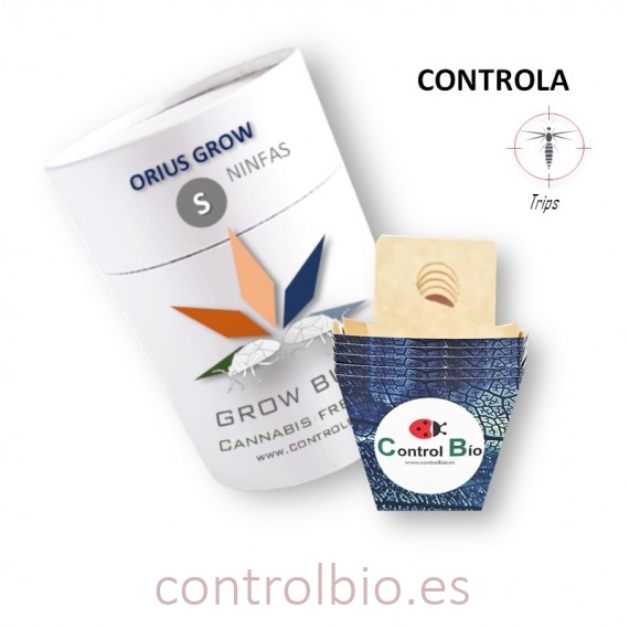 ORIUS GROW (ninfas) depredador de trips