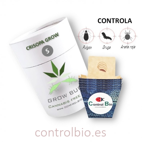 CRISOPA GROW depredador de pulgón