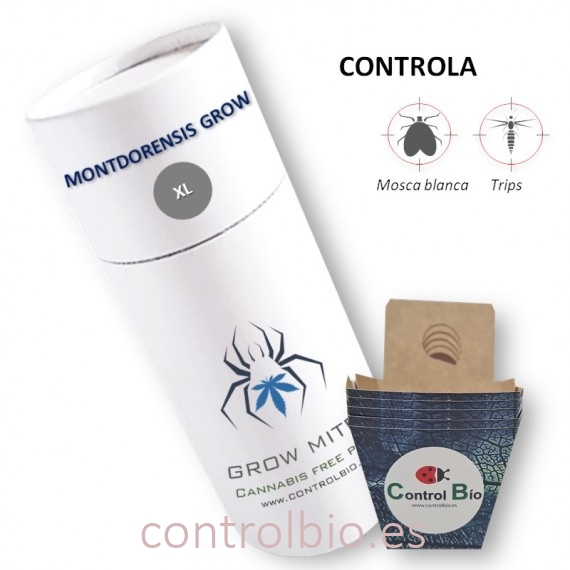 MONTDORENSIS GROW  depredador de mosca blanca y trips