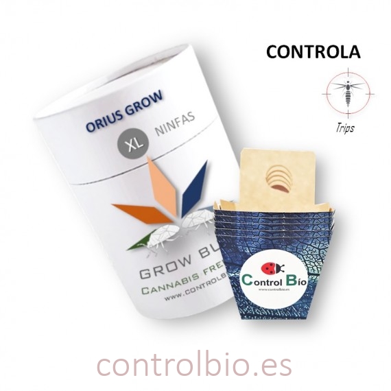ORIUS GROW (ninfas) depredador de trips