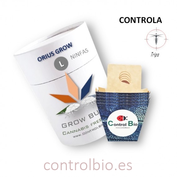 ORIUS GROW (ninfas) depredador de trips