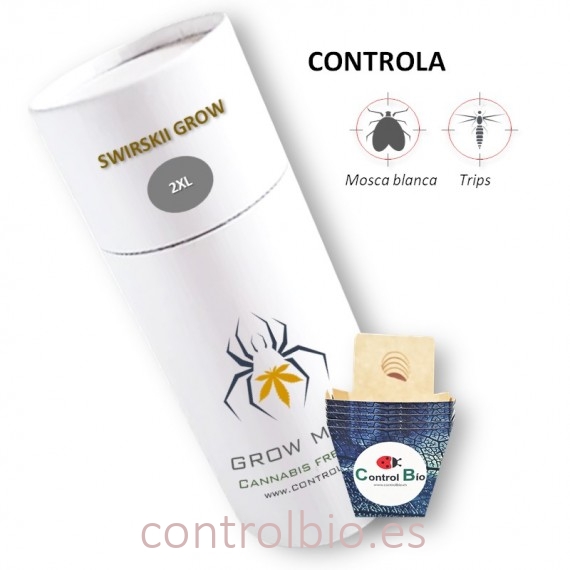 SWIRSKII GROW  depredador de trips y mosca blanca