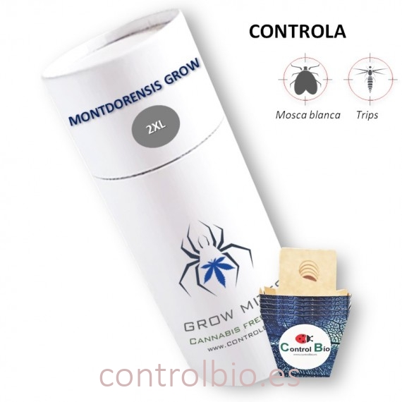 MONTDORENSIS GROW  depredador de mosca blanca y trips