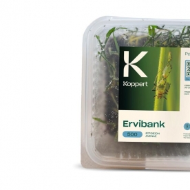 APHIBANK 500 Cereal con pulgon Rhopalosiphon padi