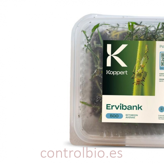 APHIBANK 500 Cereal con pulgon Rhopalosiphon padi