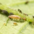 CHRYSOPA KOPPERT 1000 larvas de crisopa