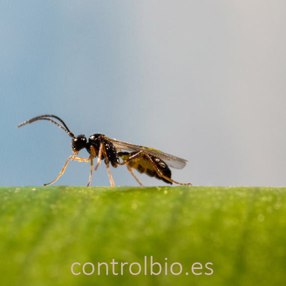 ERVIPAR 500 Aphidius ervi