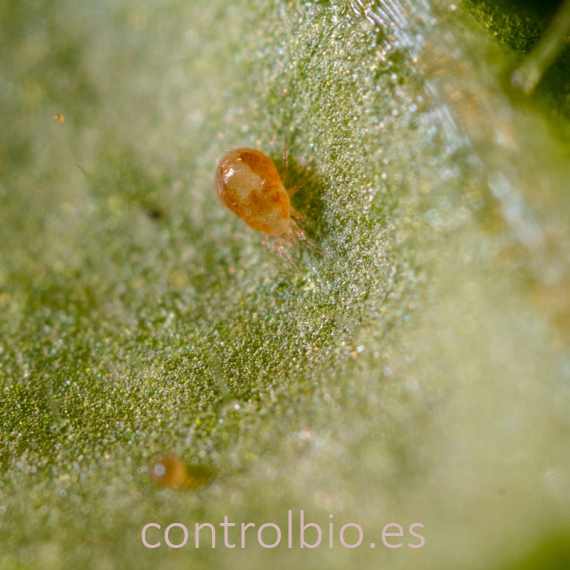 SPICAL 25000 neoseiulus californicus contra araña roja