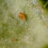 SPICAL 25000 neoseiulus californicus contra araña roja